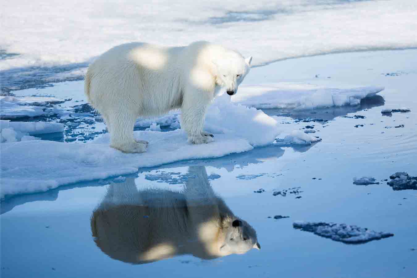 isbjørn arktis polarinstitutt