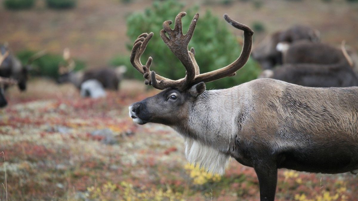 reindeer-2524821_1280
