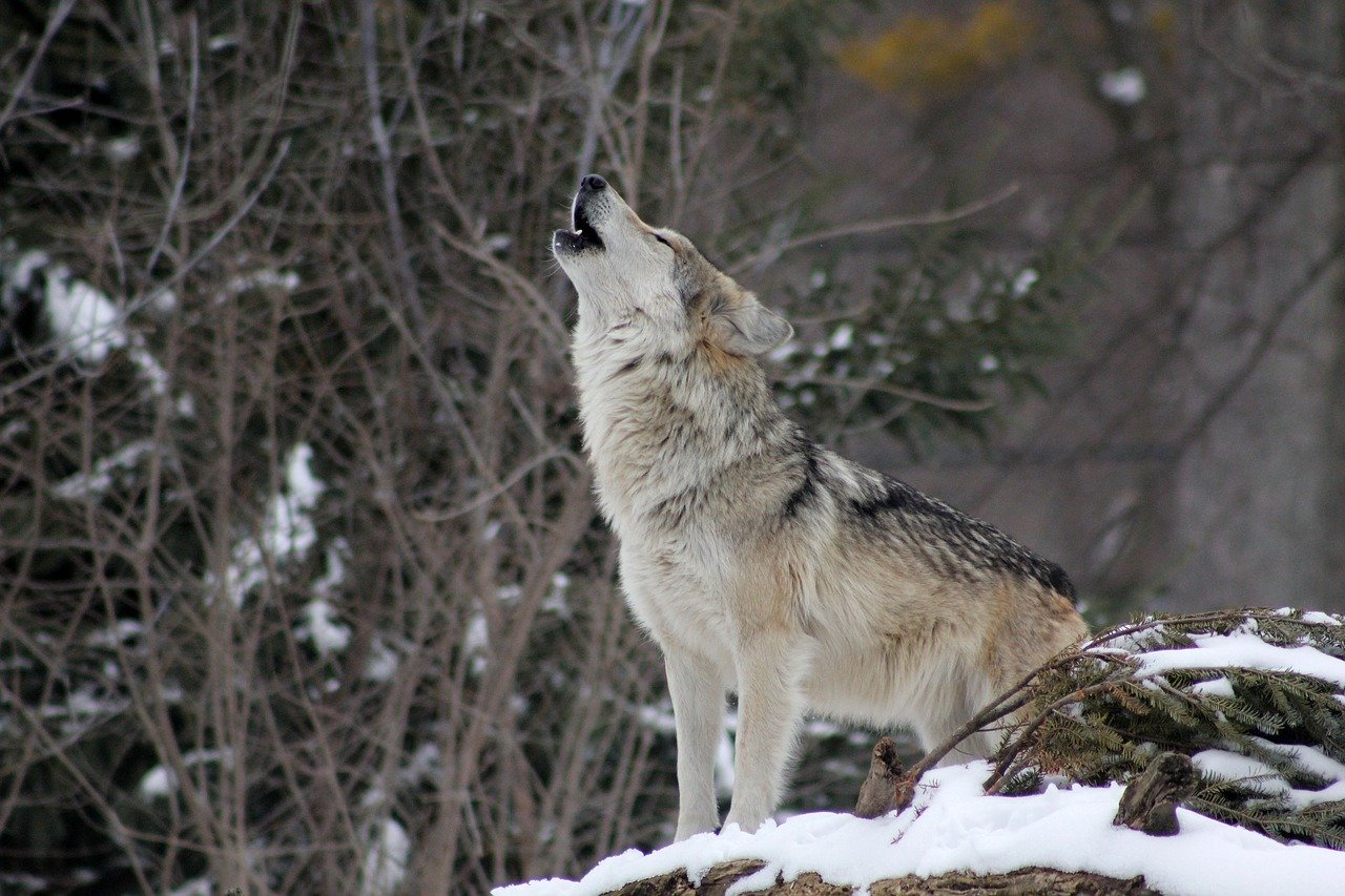 wolf-1992716_1280