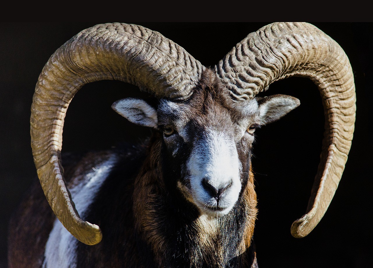 mountain-sheep-3060747_1280