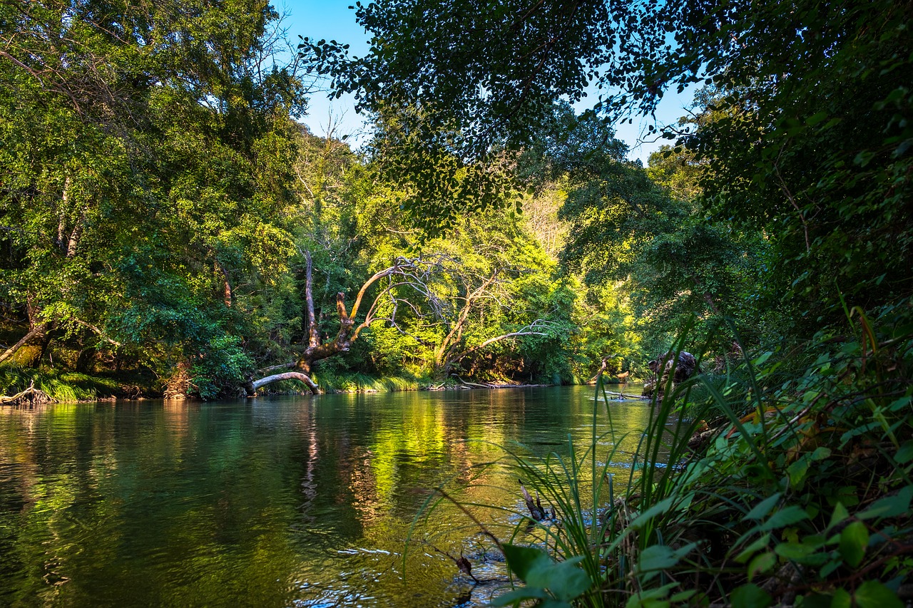 rainforest-gc4f086b3e_1280